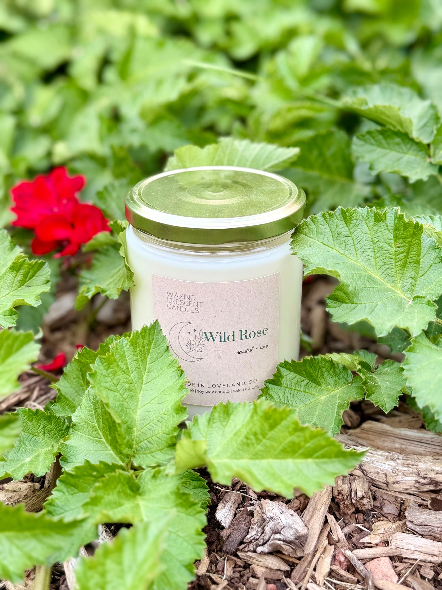 Wild Rose (santal + rose)